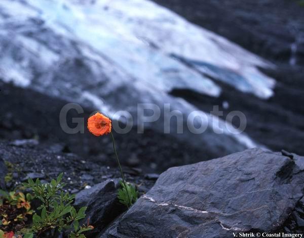 Glaciers and snow mountains