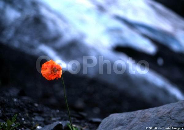 Glaciers and snow mountains