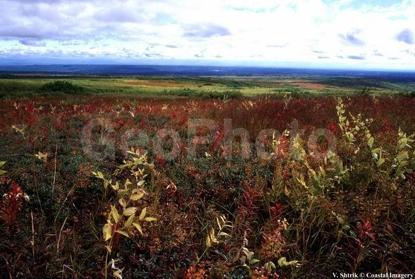 Red tundra autumn landscapes