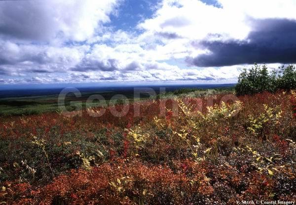 Red tundra autumn landscapes