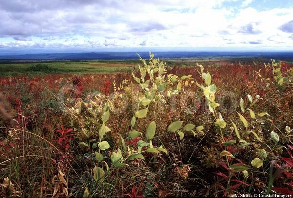 Red tundra autumn landscapes