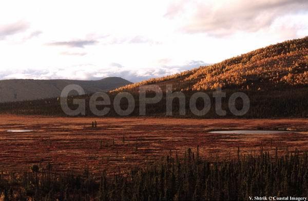 Autumn colors of the taiga