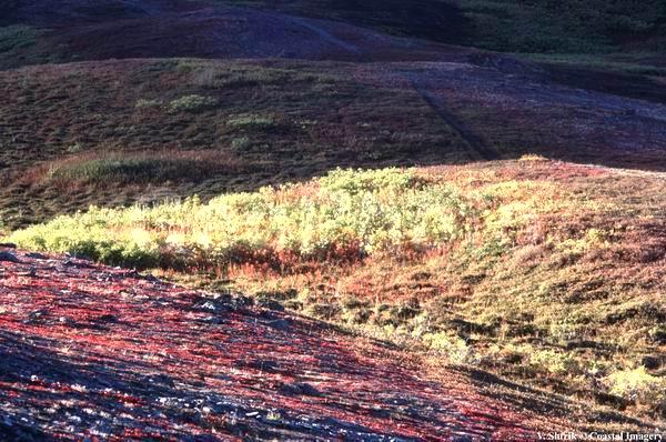 Red tundra autumn landscapes