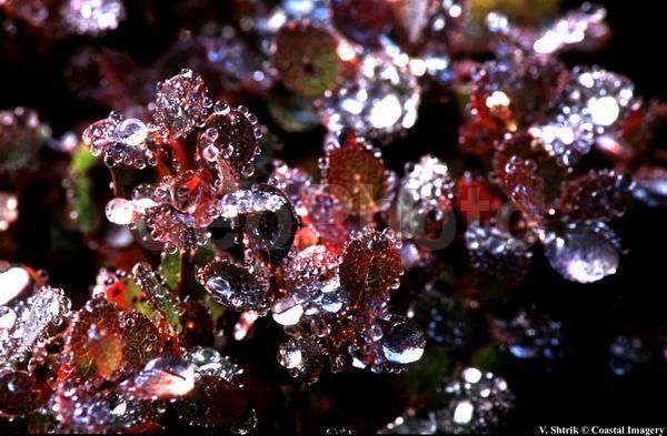 Red tundra autumn landscapes, The morning dew