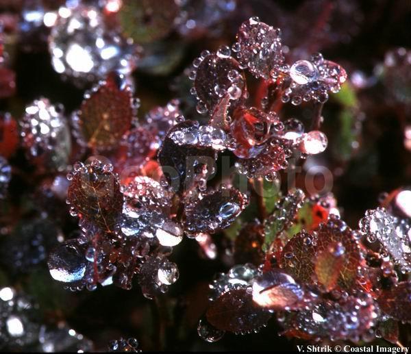 Red tundra autumn landscapes, The morning dew