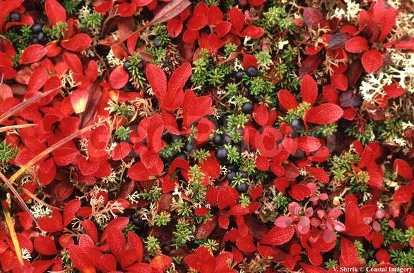 Red tundra autumn landscapes