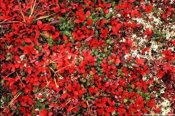 Red tundra autumn landscapes