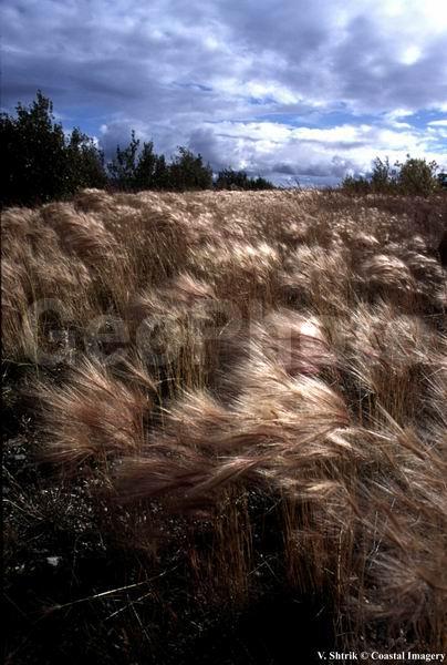 Autumn colors of the taiga