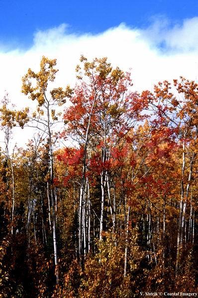 Autumn colors of the taiga