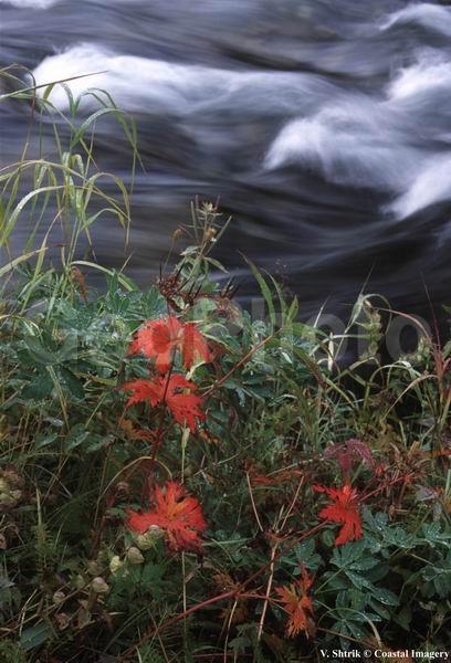 Falls and quick water