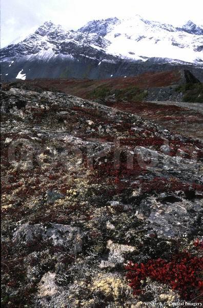 Red tundra autumn landscapes