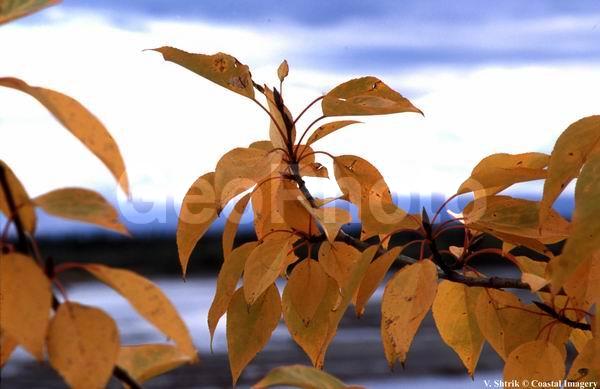 Autumn pictures
