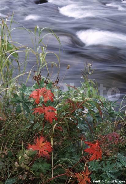 Falls and quick water, �������, �����, ����, ������� ����, �������, ����
