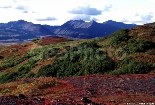 Red tundra autumn landscapes