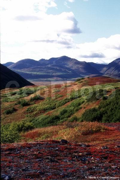 Red tundra autumn landscapes
