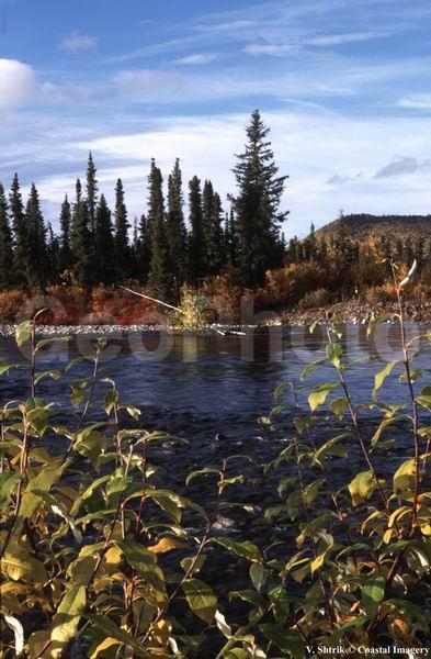Autumn colors of the taiga