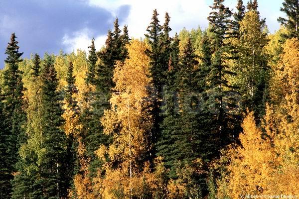 Autumn colors of the taiga