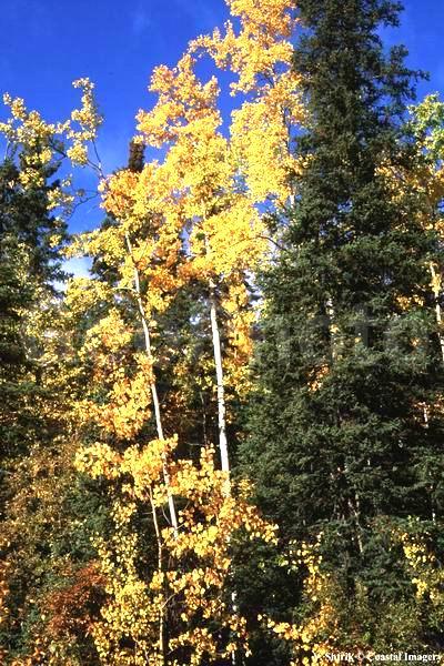 Autumn colors of the taiga