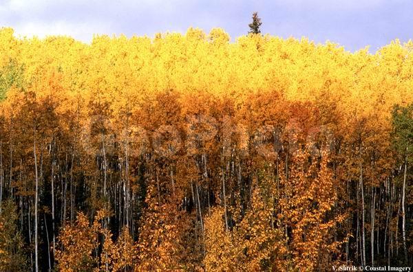Autumn colors of the taiga