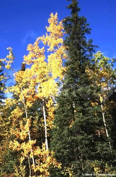 Autumn colors of the taiga