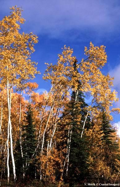 Autumn colors of the taiga