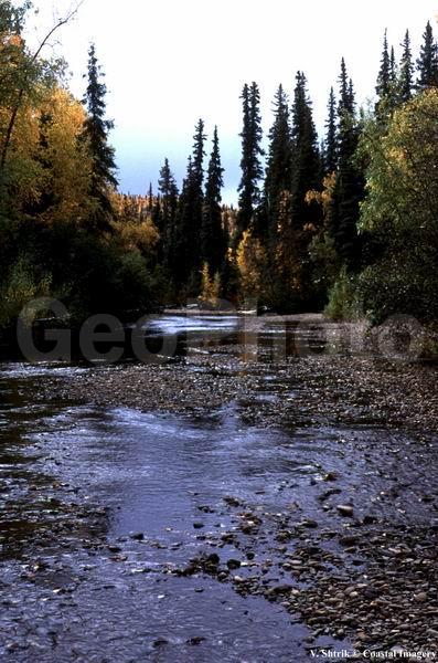 Autumn colors of the taiga