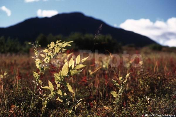 Red tundra autumn landscapes