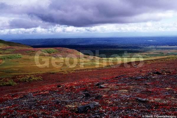 Red tundra autumn landscapes