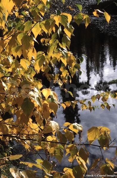 Autumn colors of the taiga