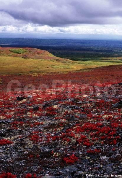 Red tundra autumn landscapes