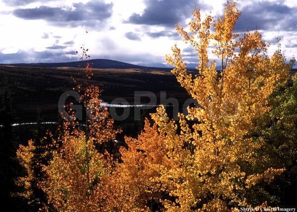 Autumn colors of the taiga