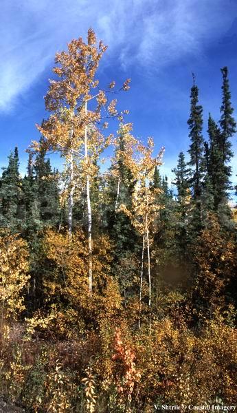 Autumn colors of the taiga