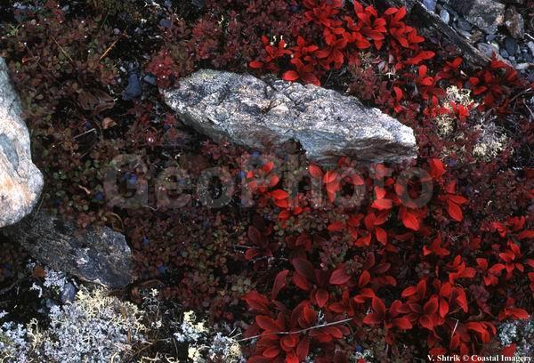 Red tundra autumn landscapes