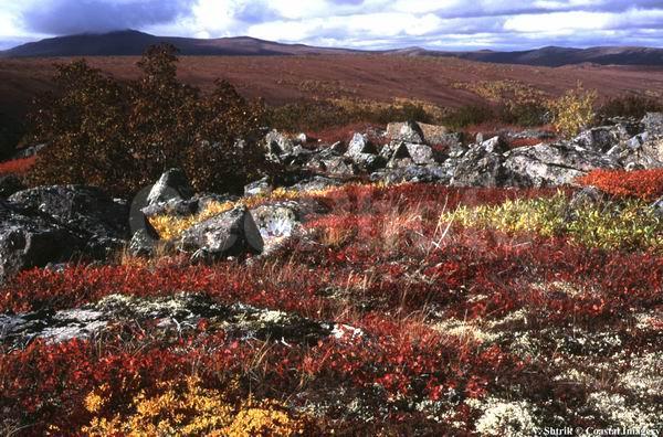 Autumn colors of the taiga