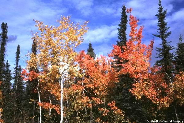 Autumn colors of the taiga