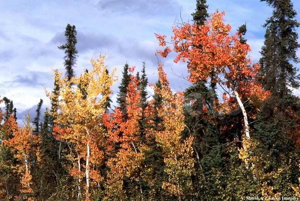 Autumn colors of the taiga