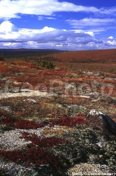 Autumn colors of the taiga