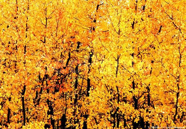 Autumn pictures