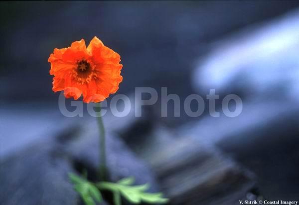 Glaciers and snow mountains