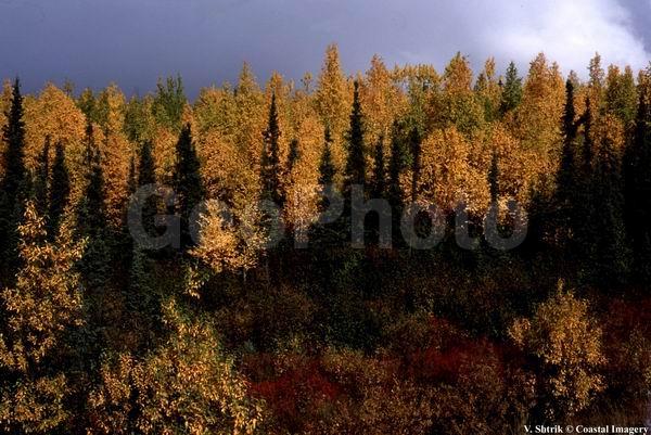 Autumn colors of the taiga