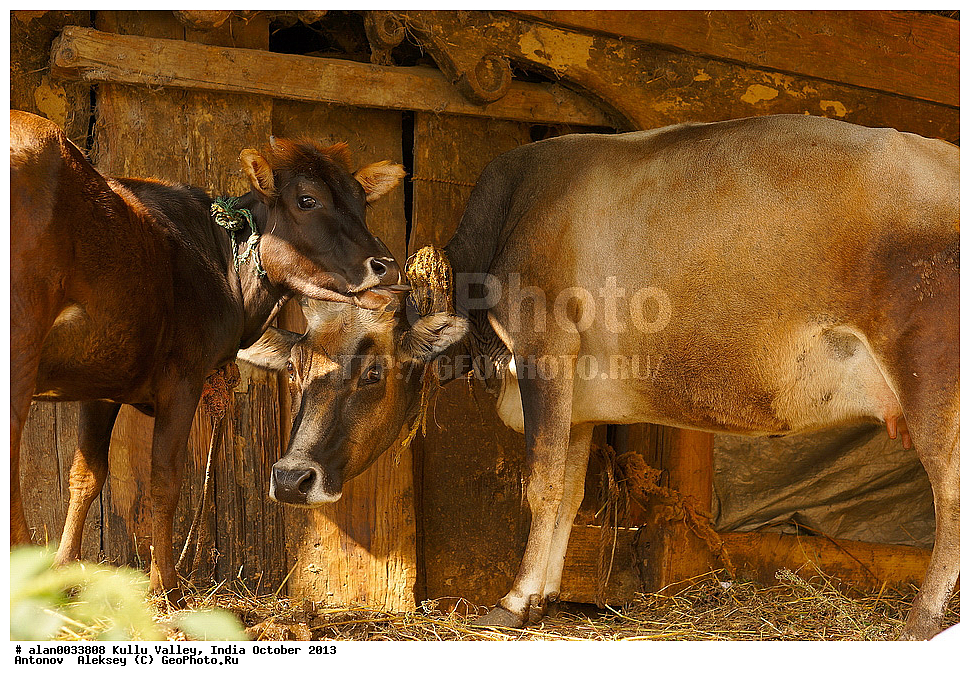 ������, ��������� ������, ������, ������, ����, ������� ������, �����, 2013 ������� 