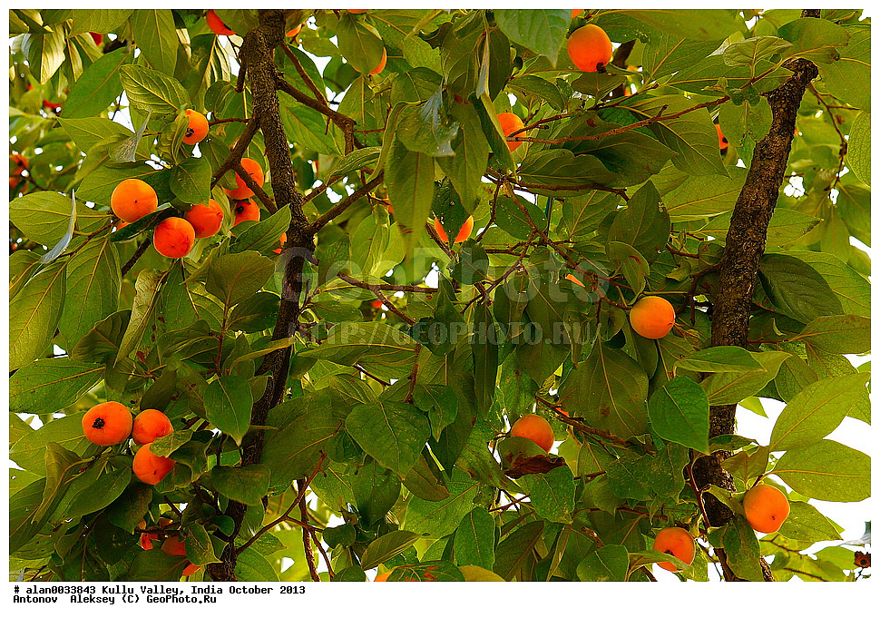 ��������, ������, ������, ����, ������� ������, �����, 2013 ������� 