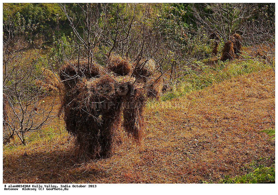 ����� �����, ������, ����, ������� ������, �����, 2013 ������� 