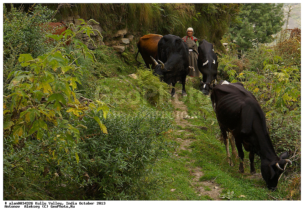 ������, �������, ��������� �������, ������, ����, ������� ������, �����, 2013 ������� 