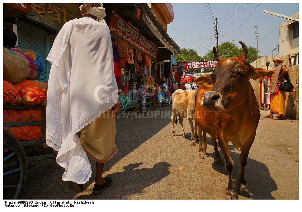 �����, �����������, �������