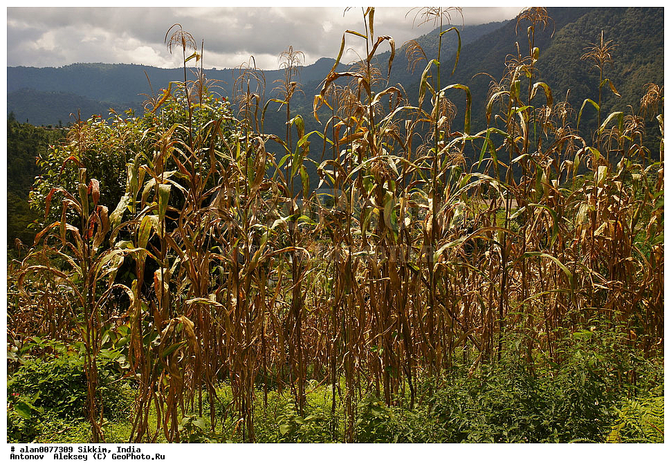 �������, ��������� �������, �����, ������, �����