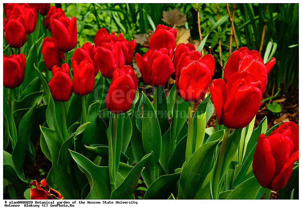 ������������ ���, ��� ����� �.�. ����������, �������� ��������, ����, �����, ������, ������, ������������ ���, ������, ���, ���������� ��������������� �����������, �����������, ������, ������, ������ ��������, �����, ��������, ���������� ��������, ������� ��������, ������� ��������, ������, �����, XYZ, ��������, Liliaceae, ������� �������, Tulipa hybrida, Tulipa x hybrida, �����������, ����������� ��������, �����, ����������� ��������, �����������, �����������, ������������ ����������, ��������, ��������, ����������, ������������ ��������, ������������ ��������, ������������, ������������, ������������, �����������