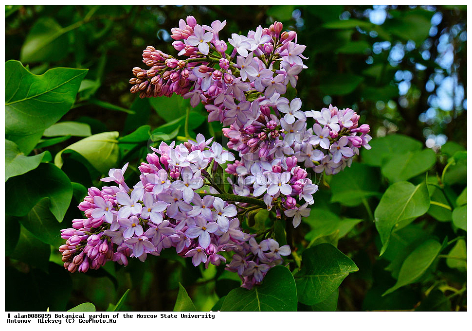 ������������ ���, ��� ����� �.�. ����������, �������� ��������, ����, �����, ������, ������, ������������ ���, ������, ���, ���������� ��������������� �����������, �����������, ������, ������, ������ ��������, �����, ��������, ���������� ��������, ������� ��������, ������� ��������, ������, �����, XYZ, ����������, ���������, Oleaceae, ������ ������������, Syringa vulgaris, ���������, ����������, ����������� ��������, �����������, ������������ ��������, ������������ ��������, ������������, ������������, ������������, �����������