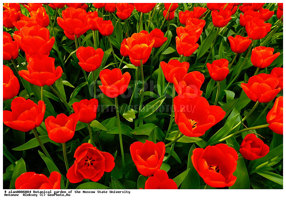 ������������ ���, ��� ����� �.�. ����������, �������� ��������, ����, �����, ������, ������, ������������ ���, ������, ���, ���������� ��������������� �����������, �����������, ������, ������, ������ ��������, �����, ��������, ���������� ��������, ������� ��������, ������� ��������, ������, �����, XYZ, ��������, Liliaceae, ������� �������, Tulipa hybrida, Tulipa x hybrida, �����������, ����������� ��������, �����, ����������� ��������, �����������, �����������, ������������ ����������, ��������, ��������, ����������, ������������ ��������, ������������ ��������, ������������, ������������, ������������, �����������