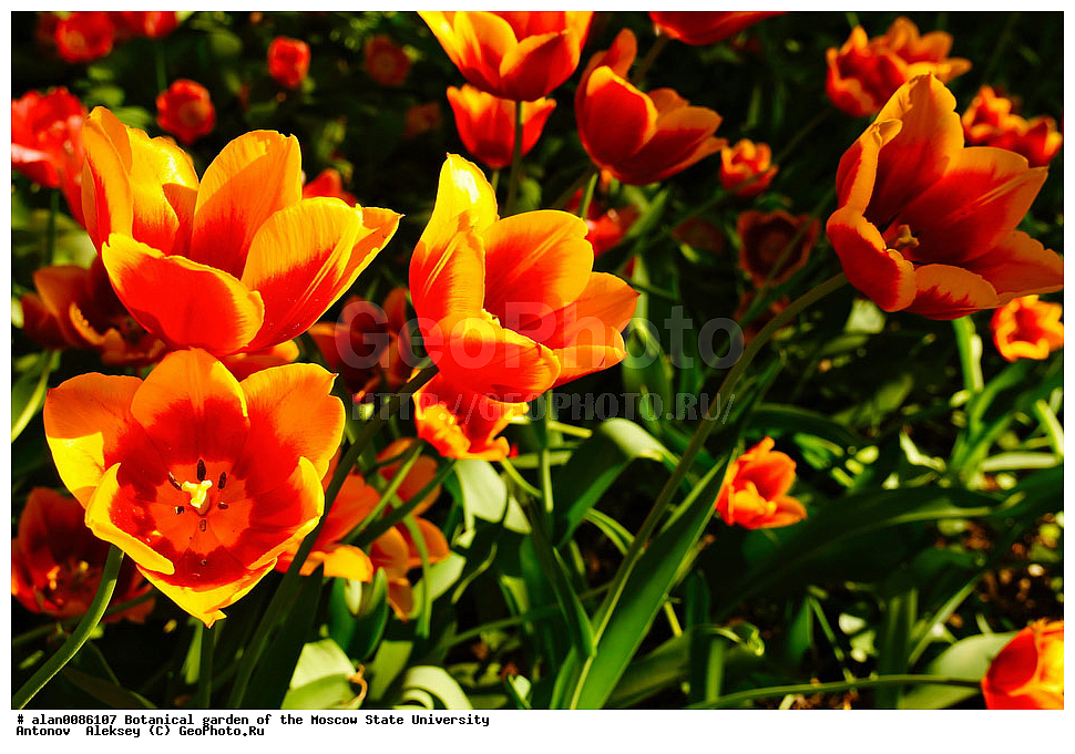 ������������ ���, ��� ����� �.�. ����������, �������� ��������, ����, �����, ������, ������, ������������ ���, ������, ���, ���������� ��������������� �����������, �����������, ������, ������, ������ ��������, �����, ��������, ���������� ��������, ������� ��������, ������� ��������, ������, �����, XYZ, ��������, Liliaceae, ������� �������, Tulipa hybrida, Tulipa x hybrida, �����������, ����������� ��������, �����, ����������� ��������, �����������, �����������, ������������ ����������, ��������, ��������, ����������, ������������ ��������, ������������ ��������, ������������, ������������, ������������, �����������